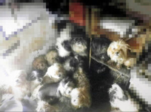 一軒家で小型犬221頭飼育 虐待容疑で女を書類送検 悪臭で苦情