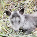 ニホンカモシカの子、高森町で発見 絶滅危惧の特別天然記念物