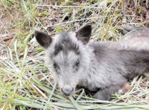 ニホンカモシカの子、高森町で発見　絶滅危惧の特別天然記念物