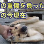 イノシシとの壮絶な戦いで瀕死の重傷を負った猟犬ネネのお見舞いに行って来ました。