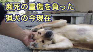 イノシシとの壮絶な戦いで瀕死の重傷を負った猟犬ネネのお見舞いに行って来ました。