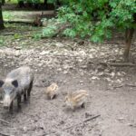 【東日本大震災】突然変異の増加みられず 福島のイノシシ被ばく研究