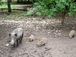 【東日本大震災】突然変異の増加みられず　福島のイノシシ被ばく研究