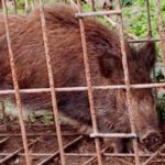 徳島県内で初 野生イノシシから豚熱感染確認 四国に初上陸
