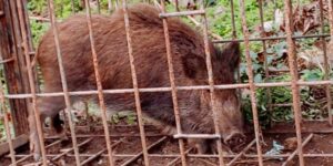 徳島県内で初 野生イノシシから豚熱感染確認 四国に初上陸
