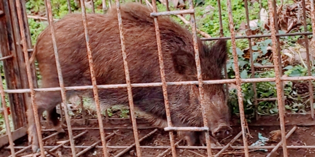 徳島県内で初　野生イノシシから豚熱感染確認　四国に初上陸