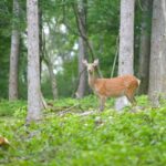 シカ駆除の男、住宅地でライフル発射…シカを貫通した弾丸が車の後部ガラス破損