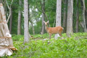 シカ駆除の男、住宅地でライフル発射…シカを貫通した弾丸が車の後部ガラス破損
