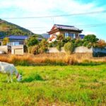 ヤギが農作物の鳥獣被害を防ぐ 天栄村の試みは耕作放棄地対策【福島発】