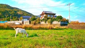 ヤギが農作物の鳥獣被害を防ぐ 天栄村の試みは耕作放棄地対策【福島発】