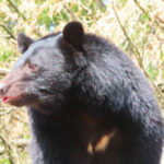 静岡市の山中でクマ出没 罠を見に行った30代男性が腕ひっかかれ軽傷