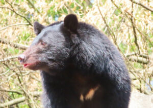 静岡市の山中でクマ出没 罠を見に行った30代男性が腕ひっかかれ軽傷