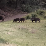 イノシシと間違えて発砲、狩猟者が死亡=韓国で起こった有害鳥獣駆除中の人身事故
