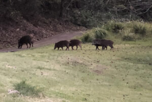 イノシシと間違えて発砲、狩猟者が死亡＝韓国で起こった有害鳥獣駆除中の人身事故