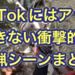 Tik Tokには絶対にアップできない衝撃的なイノシシの狩猟(発砲)シーンまとめ