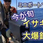 【イサキが大爆釣】スロージギングでまったりフィッシング!