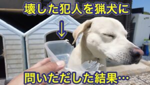 イノシシの肉を入れているタッパーが割れていたので、犯人が誰かと問いただした結果…