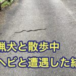 猟犬との散歩中、ヘビと遭遇。カシン、リキが取った行動が。。。