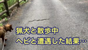猟犬との散歩中、ヘビと遭遇。カシン、リキが取った行動が。。。