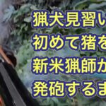 生後10ヶ月の猟犬がイノシシを追い出して新米猟師が発砲した結果…。