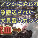 イノシシを起こしてすぐに変な声が?呼び戻すと猟犬が血だらけでした…。