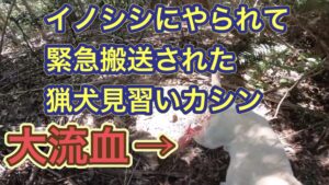 イノシシを起こしてすぐに変な声が?呼び戻すと猟犬が血だらけでした…。