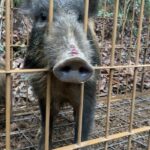 浅田真央さん、珍しい三つ編み姿で農作業に精を出す姿を公開…