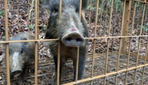 浅田真央さん、珍しい三つ編み姿で農作業に精を出す姿を公開…