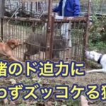イノシシの牙でやられたカシンを、箱罠にかかったイノシシにリハビリ、訓練がてらあててみた結果…