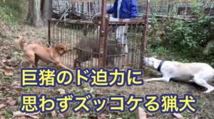 イノシシの牙でやられたカシンを、箱罠にかかったイノシシにリハビリ、訓練がてらあててみた結果…