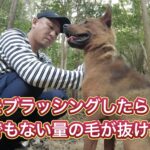 熊野地犬リキをブラッシングしてやったら、とんでもない量の毛が抜けました。