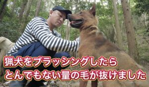 熊野地犬リキをブラッシングしてやったら、とんでもない量の毛が抜けました。