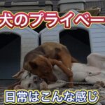 【盗撮映像】監視カメラが捉えた猟犬たちのプライベード。