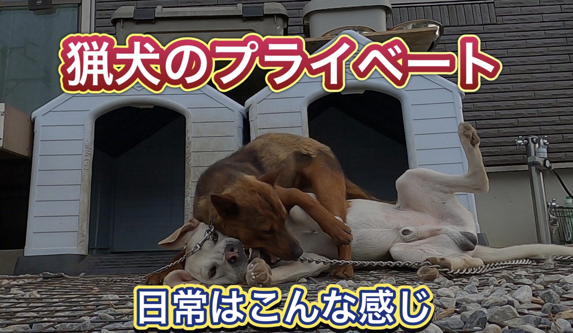 【盗撮映像】監視カメラが捉えた猟犬たちのプライベード。