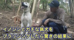 イノシシとガチでやりあう猟犬にブラッシングしたらまさかの展開に。
