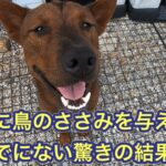 偏食のリキに誕生日ケーキの代わりに、鳥のささみを与えたら驚きの結果が…。