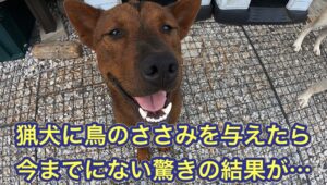 偏食のリキに誕生日ケーキの代わりに、鳥のささみを与えたら驚きの結果が…。