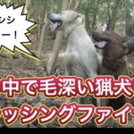 猟犬見習いリキの冬毛をブラッシングしてみたら、かなりスリムになりました。