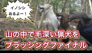 猟犬見習いリキの冬毛をブラッシングしてみたら、かなりスリムになりました。