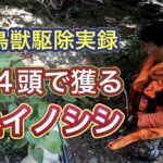 イノシシの被害が多い鳥獣保護区で猟犬4頭1パックで行った有害鳥獣駆除活動