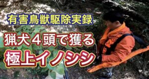 イノシシの被害が多い鳥獣保護区で猟犬4頭1パックで行った有害鳥獣駆除活動