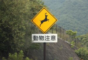 ショックでも動物の救助は厳禁! クルマで野生動物を刎ねてしまったときに取るべき行動とは