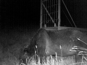 誰も姿を見たことがない…“忍者グマ”　牛を次々と襲う　北海道標茶町