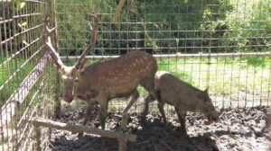 一緒に餌を食べていた？　シカとイノシシ同時に捕獲　岐阜・関市
