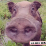 【貴重映像】イノシシ対ドローン！　白昼に決死の撮影　危機一髪の突進