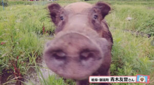 【貴重映像】イノシシ対ドローン！　白昼に決死の撮影　危機一髪の突進