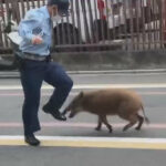 “体当たり”よける警察官…京都の街でイノシシが大暴れ  7人がかりで捕獲