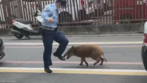 “体当たり”よける警察官…京都の街でイノシシが大暴れ  7人がかりで捕獲