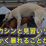 【防犯カメラ映像】カメラが捉えたカットなし動画。「昼下がりの猟犬たち」