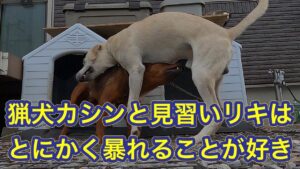 【防犯カメラ映像】カメラが捉えたカットなし動画。「昼下がりの猟犬たち」